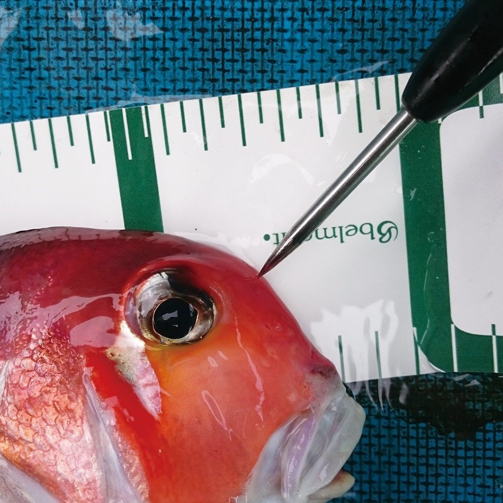 MP-218 活け締めピック ロング – ベルモント オンライン ショップ