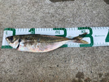 MR-036 Fishing Measure "Type 1"