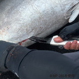 MP-285 フォールディングカマ 鮪刀 SV