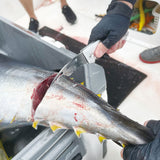 MP-286 Folding Kama Tuna Knife RD